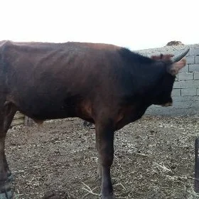 Öküz