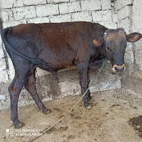 ÖKÜZ ŞWES