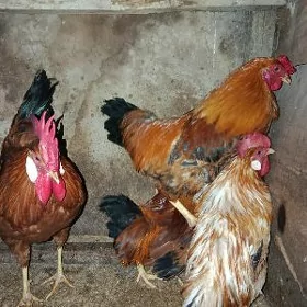 Ýaşajyk Horazlar