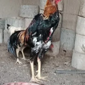 horaz paroda