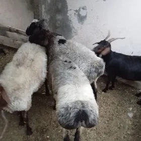 owec goyun bicik