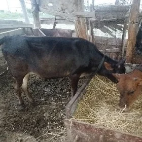 Gole iki sany