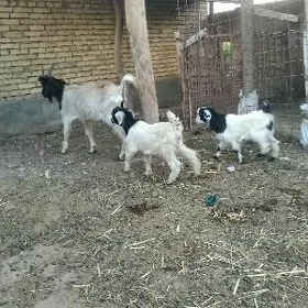 ekiz owlakly geçi