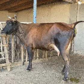 Göleli