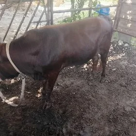 öküz