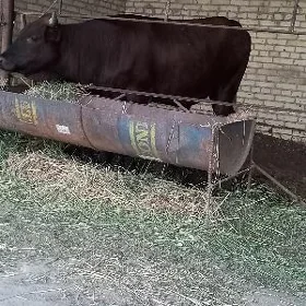 Ökùz