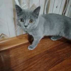 британский котенок