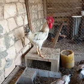 armiyan yumurtga