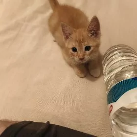 Котёнок