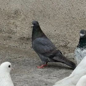 kepderi