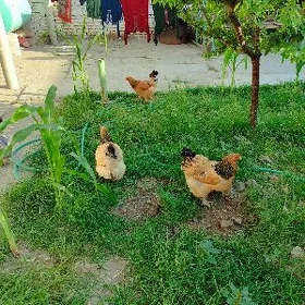 brama