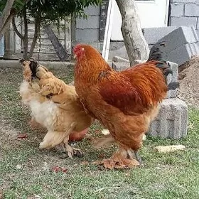 Brama ýumurtga