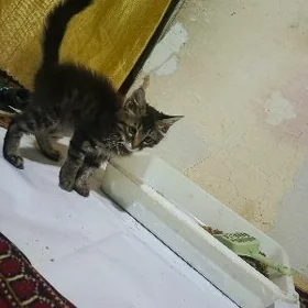 pişik