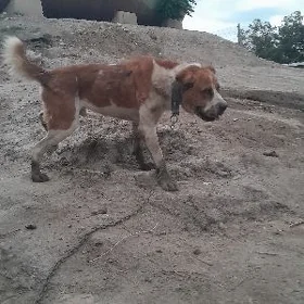 gujikler