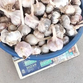 çisnokn iri tohuum sarymsak