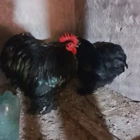 karlik, koh8nhin,serama