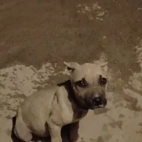 pidbull