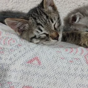 КОТЯТА МАЛЬЧИКИ