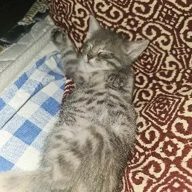 Pişik