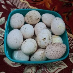 induk yumurtga