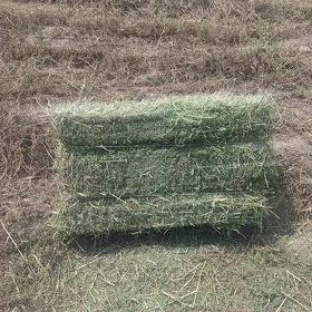 Yorunja kip