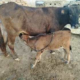 Göleli sygyr