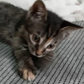 отдам котенка