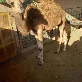 owşuk