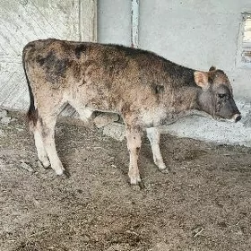 Göle oküzce