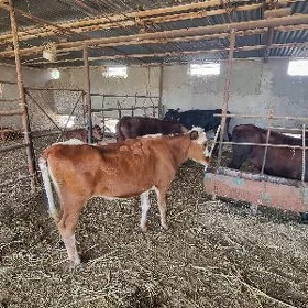 guljynlar