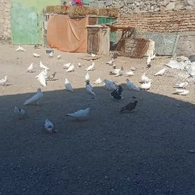 kepderi