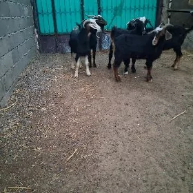 dog erkec