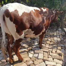 yetik boğaz