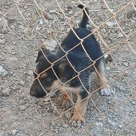 Awçarka