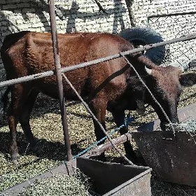 gunajyn