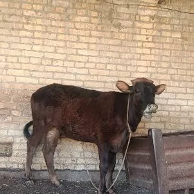 арасса шивет унаджын