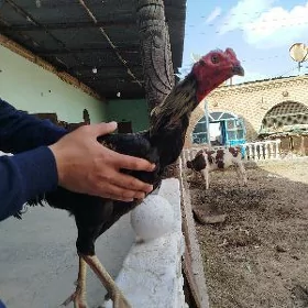 özbek horaz