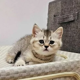Мальчик страйт