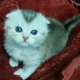шотландская шиншилла