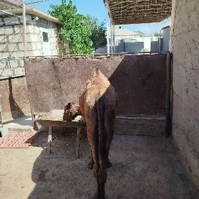 Ogşyk