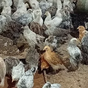 Brama balgar jujeler