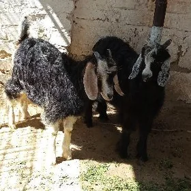 Çebiş