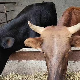 Öküz