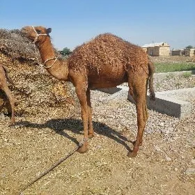 Owsuk