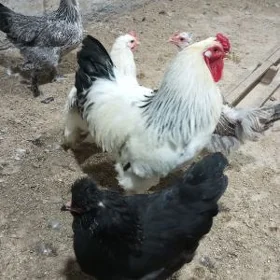 balgar brama garyşyk jüjeler