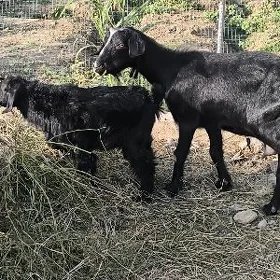 GEÇI KELEK GAPY MALY