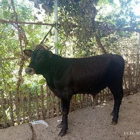 ökuzler