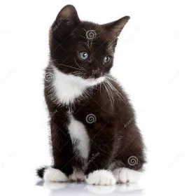 Pişik котенок