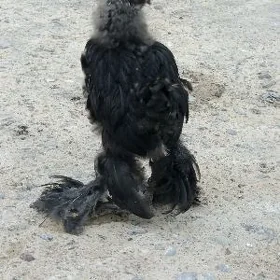Brama