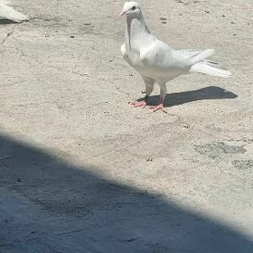 kepderi